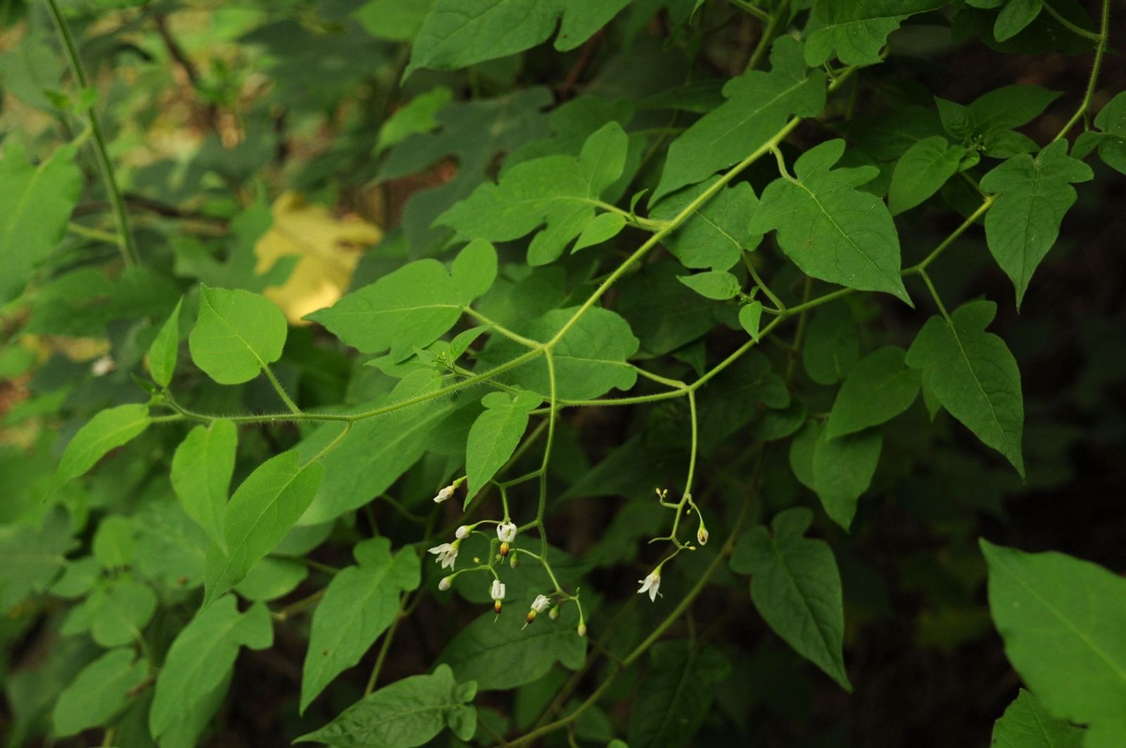 Solanum lyratum